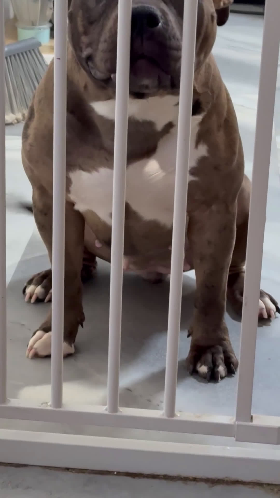 American Bully dogs for sale: Armani Litter - Video 2