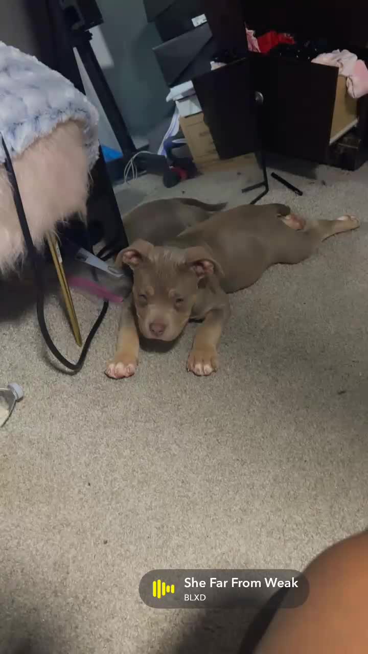American Bully dogs for sale: American Bully 1 - Video 1