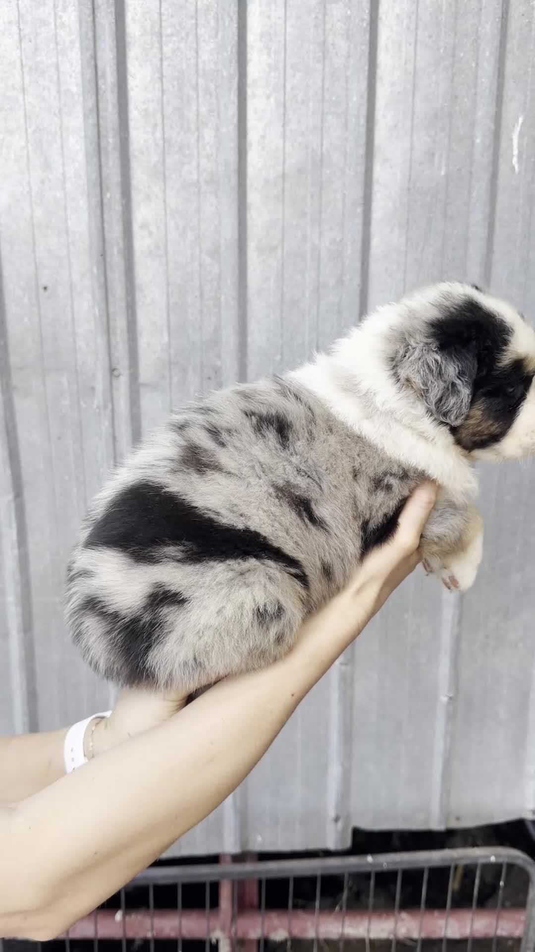 Australian Shepherd dogs for sale: Scottie  - Video 1