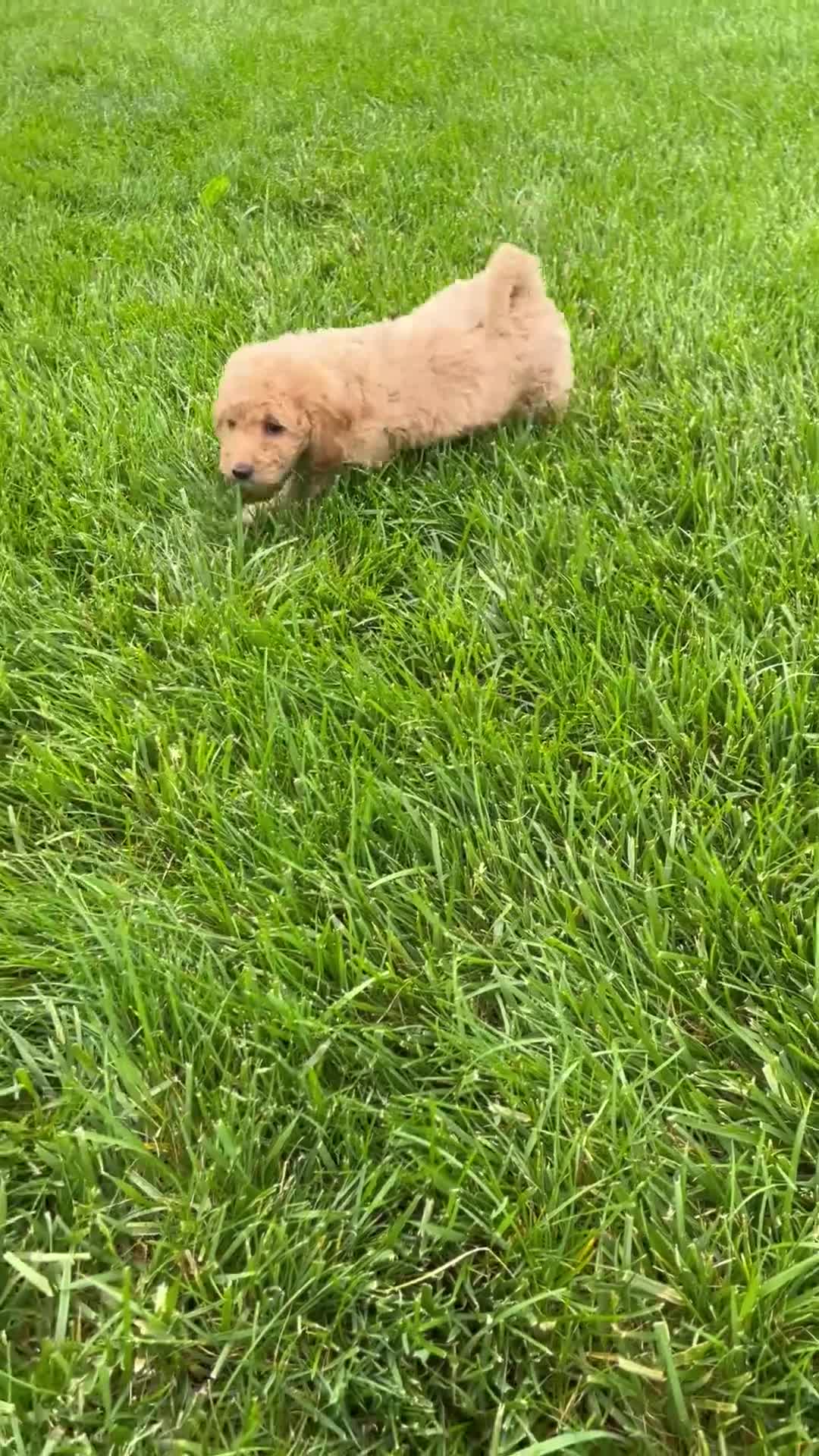 Miniature Labradoodle dogs for sale: Kate - Video 6