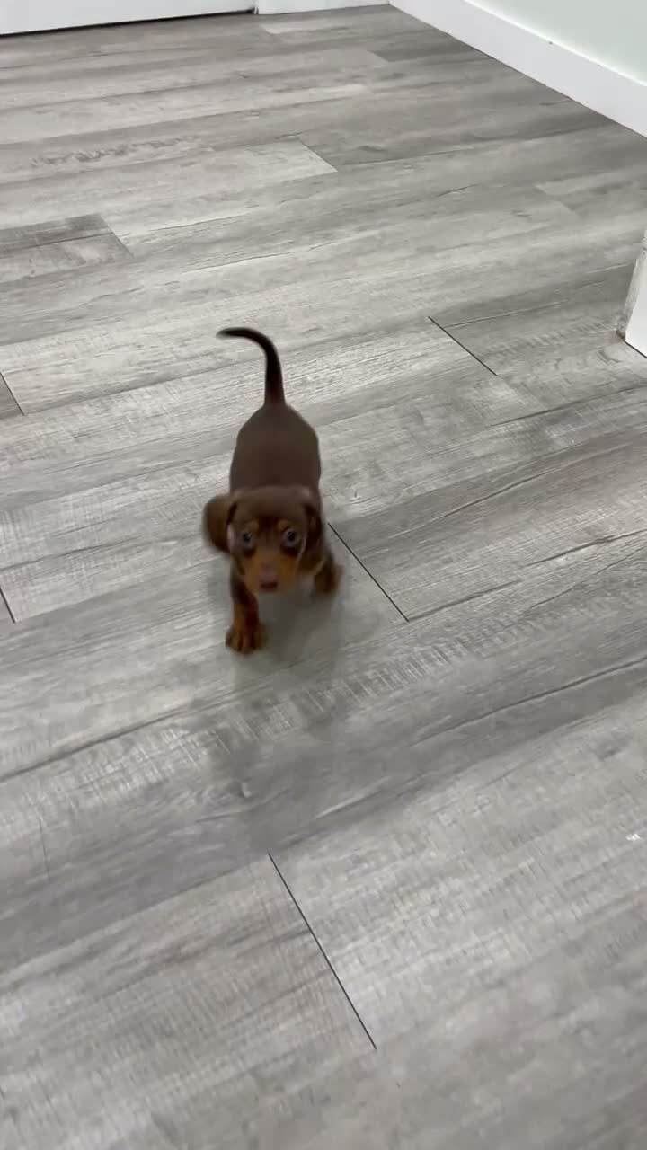 Miniature Dachshund dogs for sale: Duke - Video 1