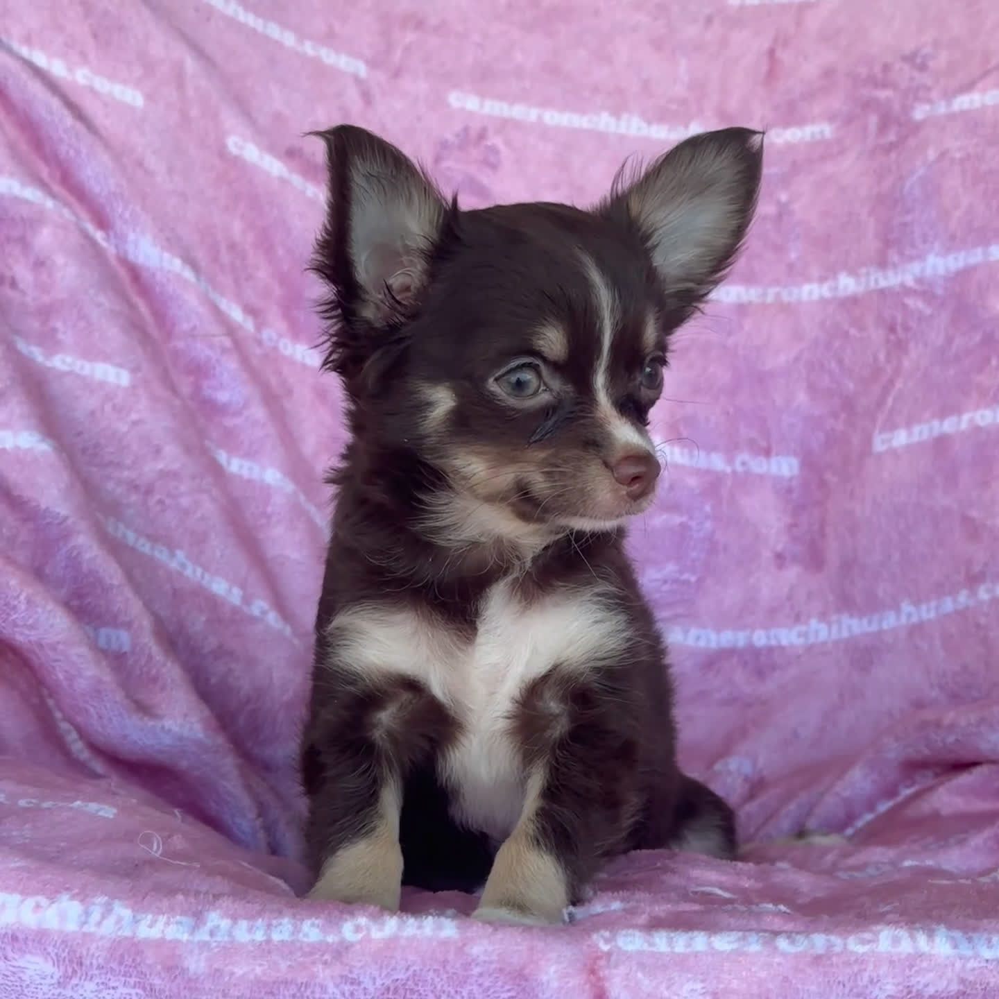 Chihuahua dogs for sale: Addison Chocolate Tri LC - Video 2