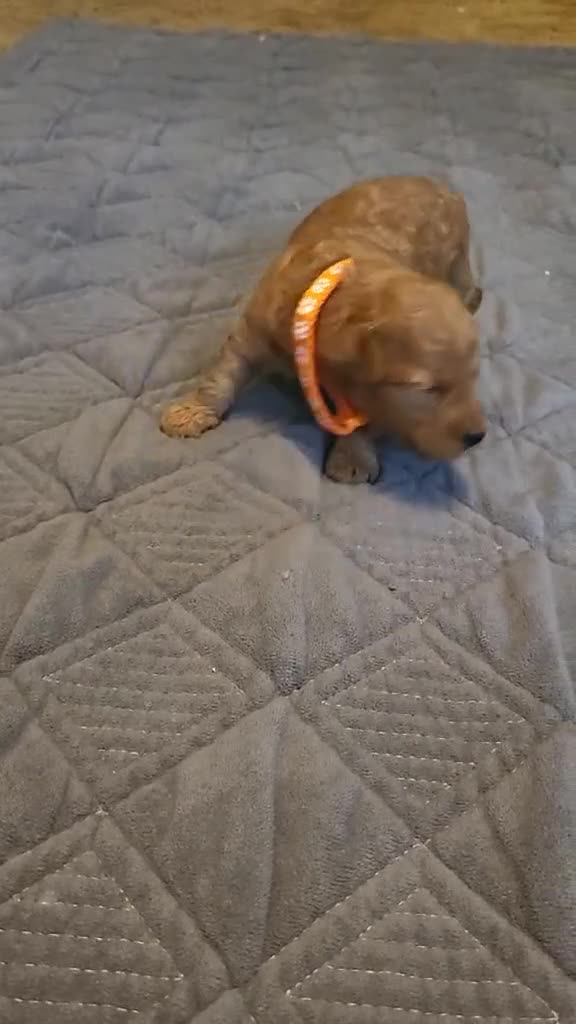Mini Goldendoodle dogs for sale: lily - Video 1