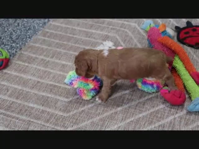 Mini Goldendoodle dogs for sale: Clinton - Video 6