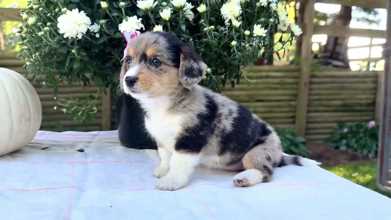 Mixed Breed dogs for sale: Chloe - Video 1