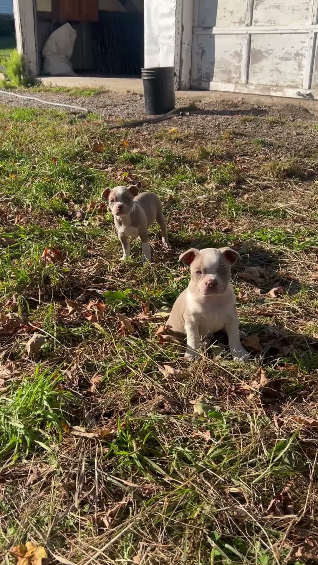 Boston Terrier dogs for sale: Benny - Video 1