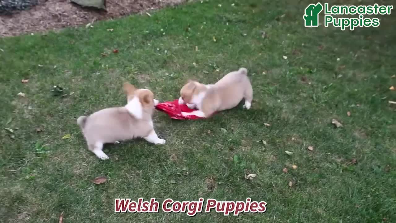 Welsh Corgi Pembroke dogs for sale: Ace - Video 1
