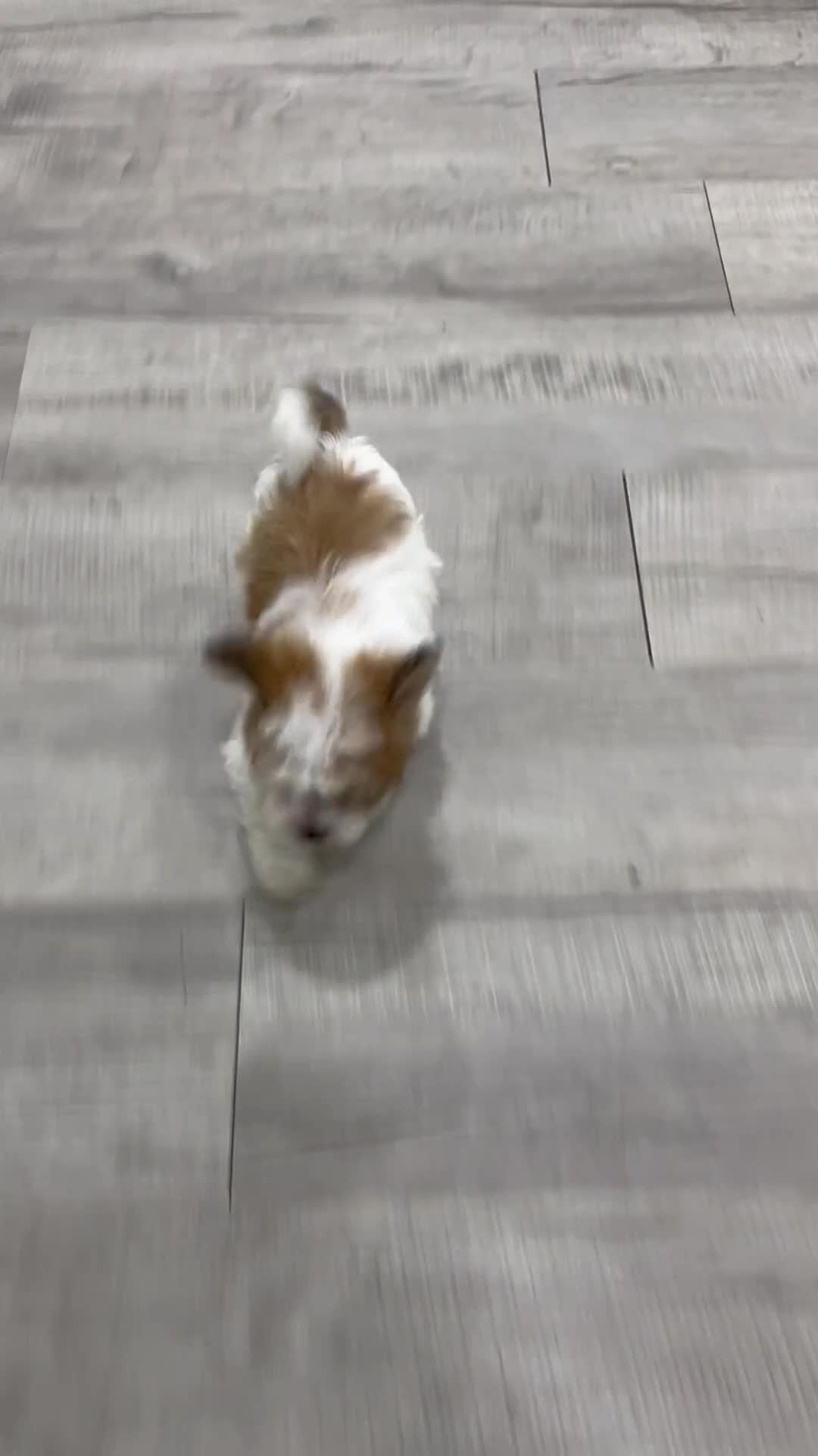 Havanese dogs for sale: Dewey - Video 1