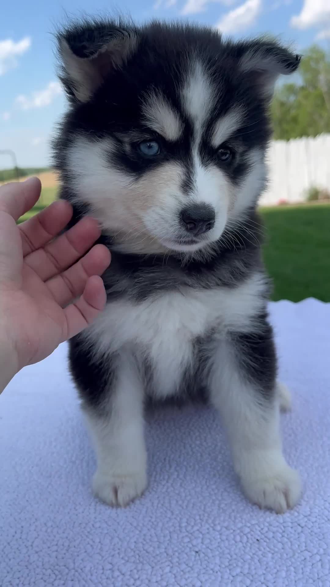 Pomsky dogs for sale: Sophie - Video 1