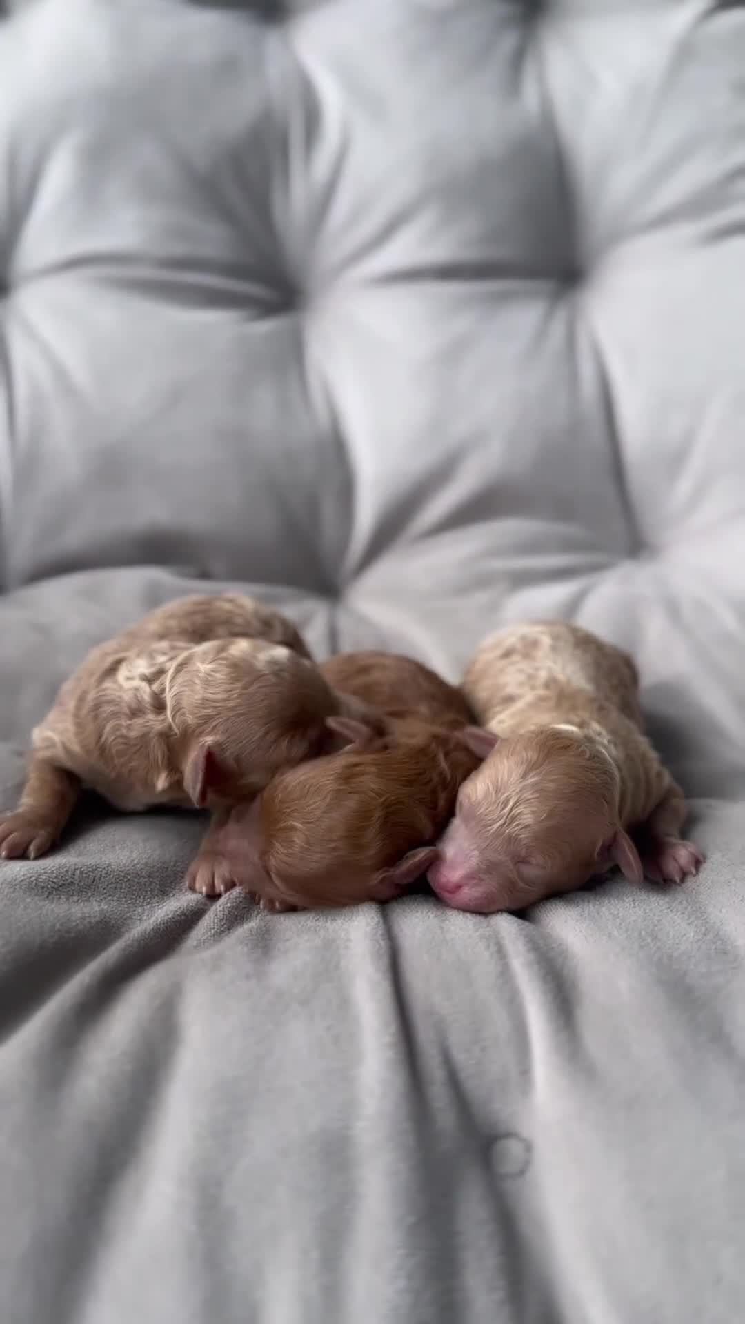 Toy Poodle dogs for sale: AKC Nico - Video 1
