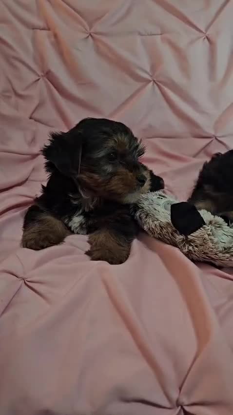 Yorkshire Terrier dogs for sale: PIXIE-POTTY AND CRATE TRAINED - Video 2