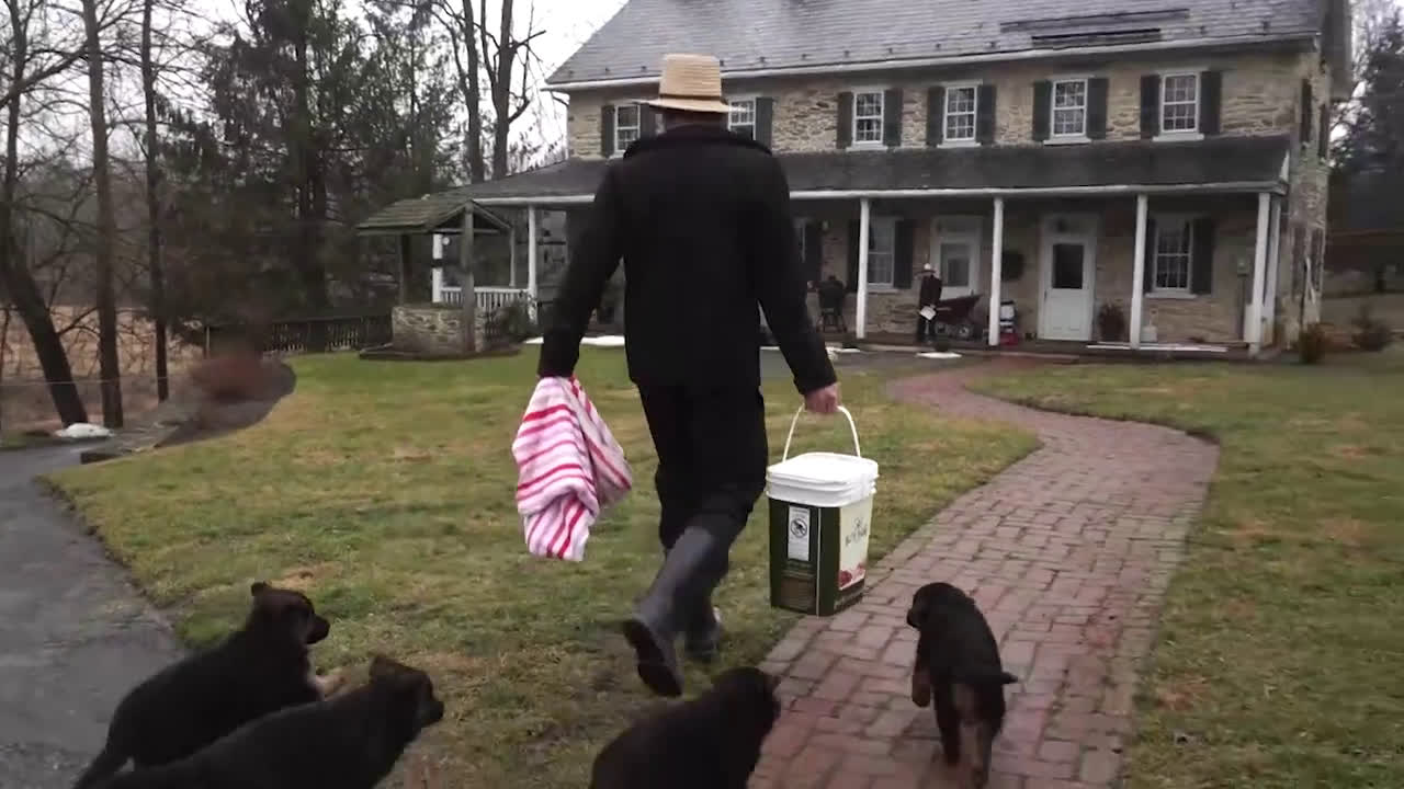 German Shepherd dogs for sale: Sus - Video 1