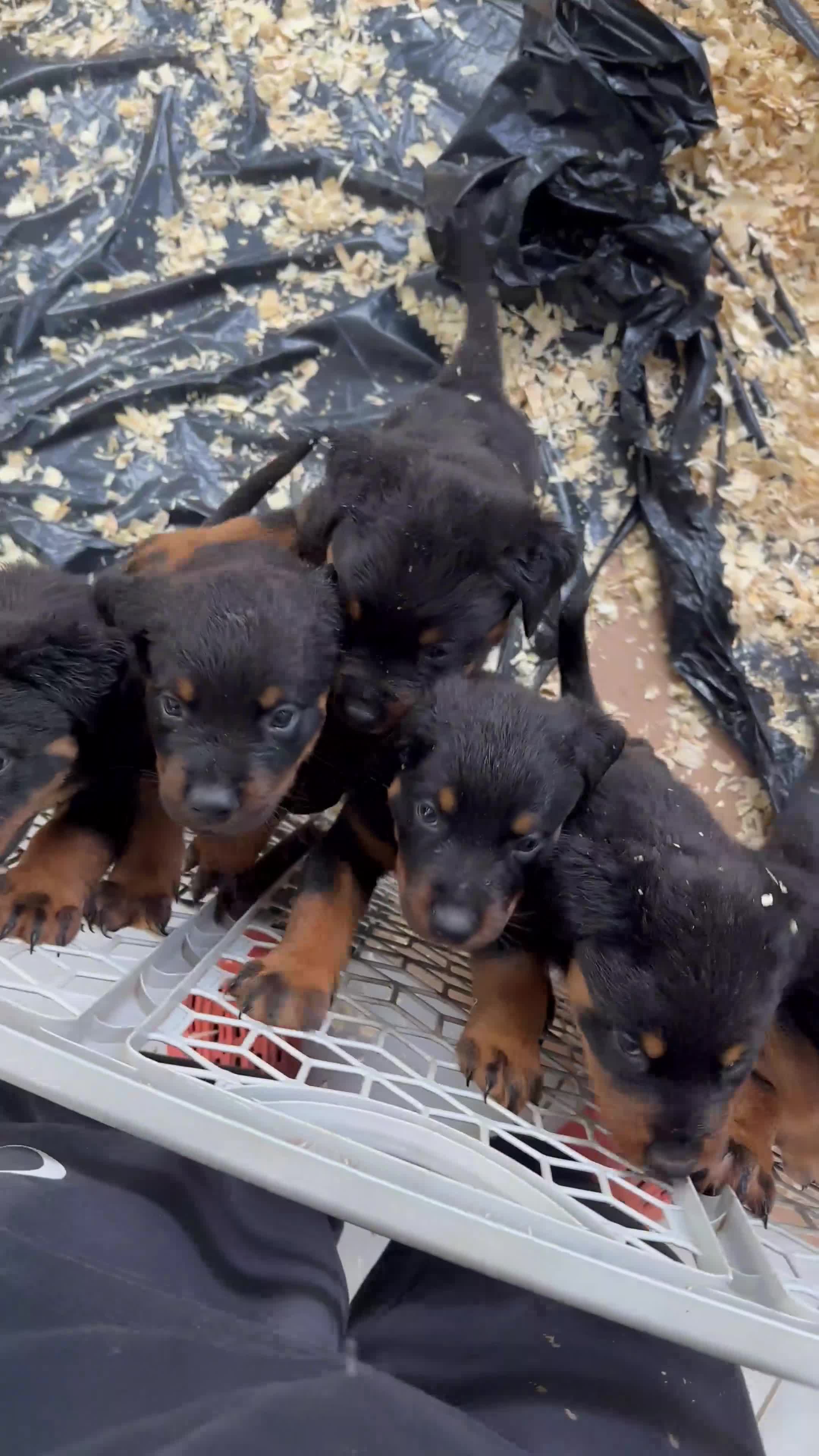 Rottweiler dogs for sale: Rottweiler 2 - Video 1