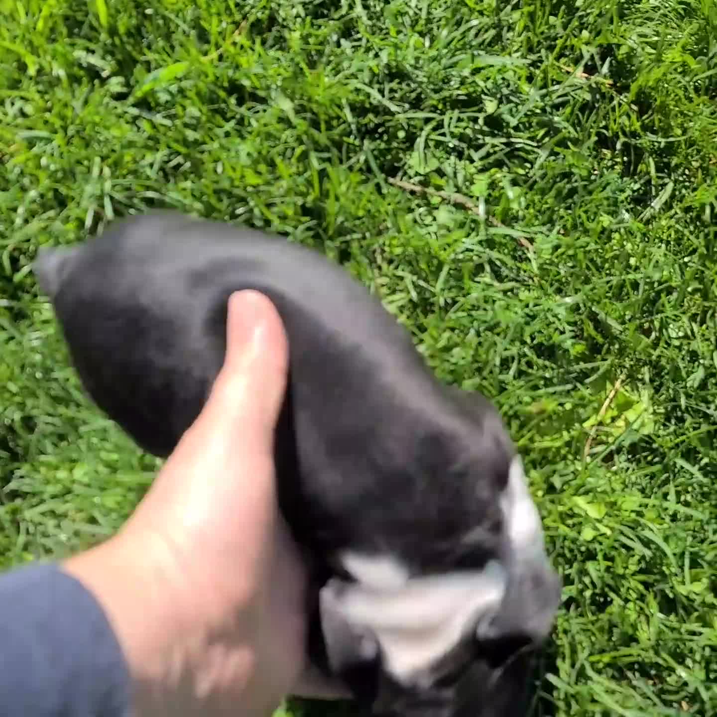 Boston Terrier dogs for sale: Tate - Video 1