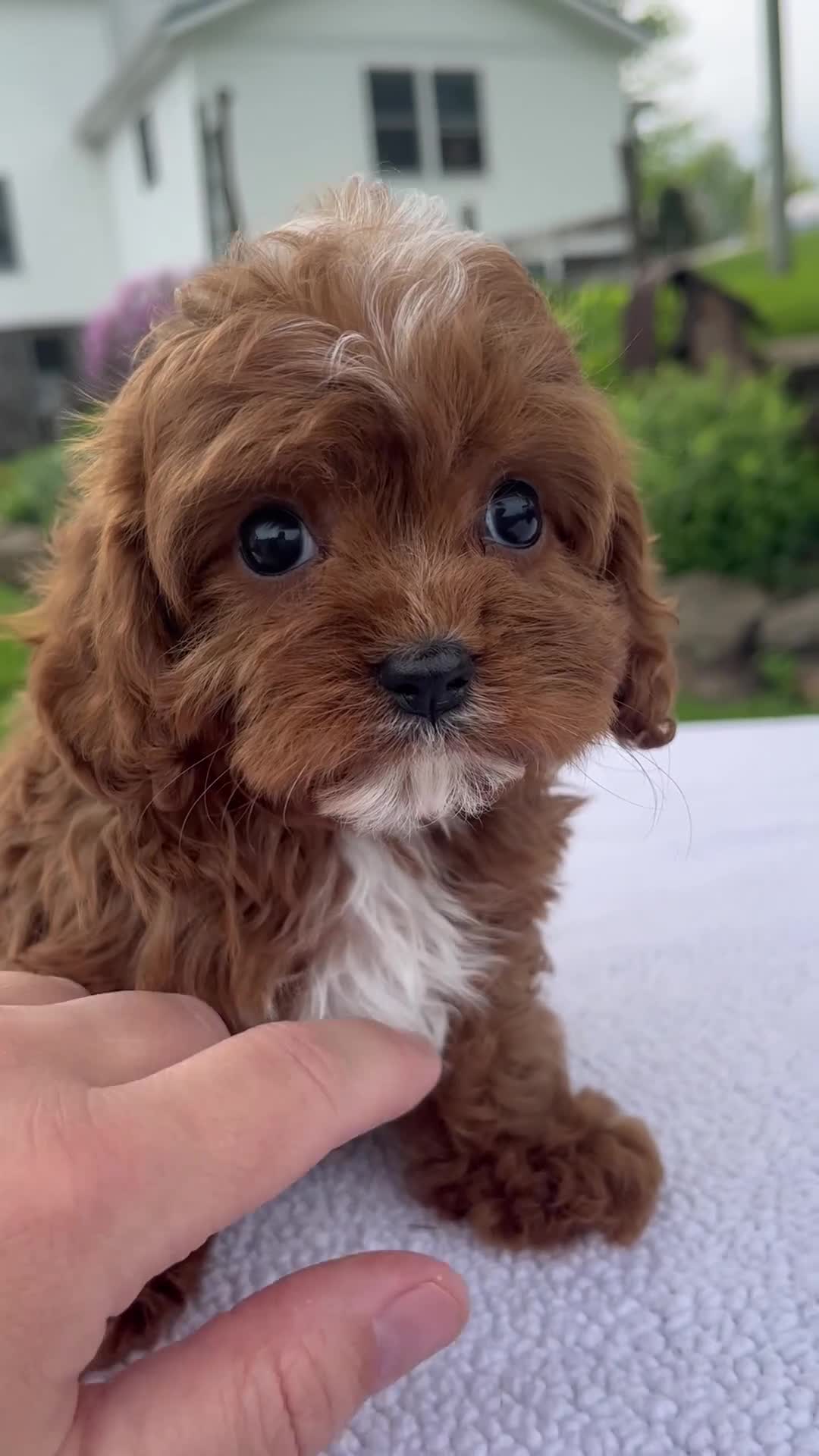Cavapoo dogs for sale: Ivy - Video 1