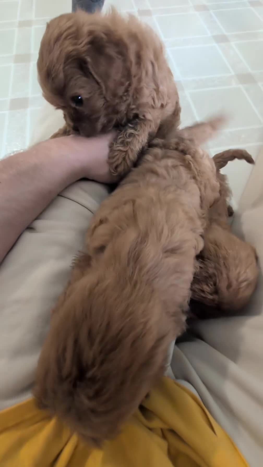 Cavapoo dogs for sale: Tiara - Video 1