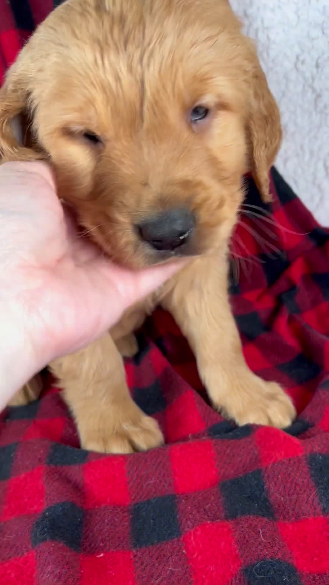 Golden Retriever dogs for sale: Titan - Video 1