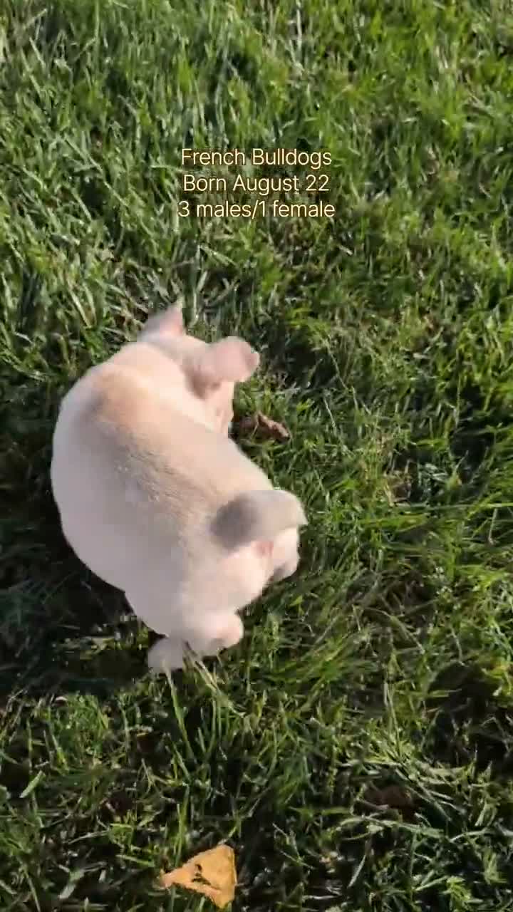 French Bulldog dogs for sale: Lando - Video 3