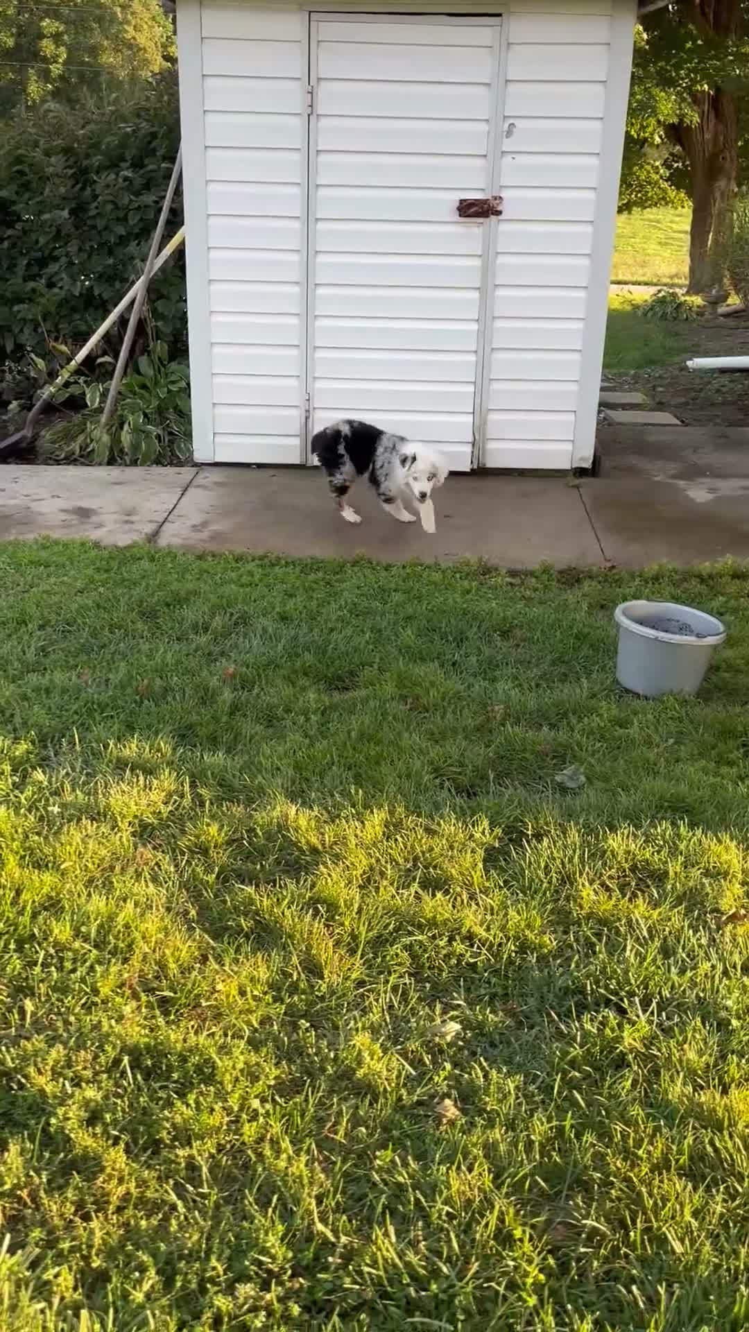 Australian Shepherd dogs for sale: Blue - Video 1