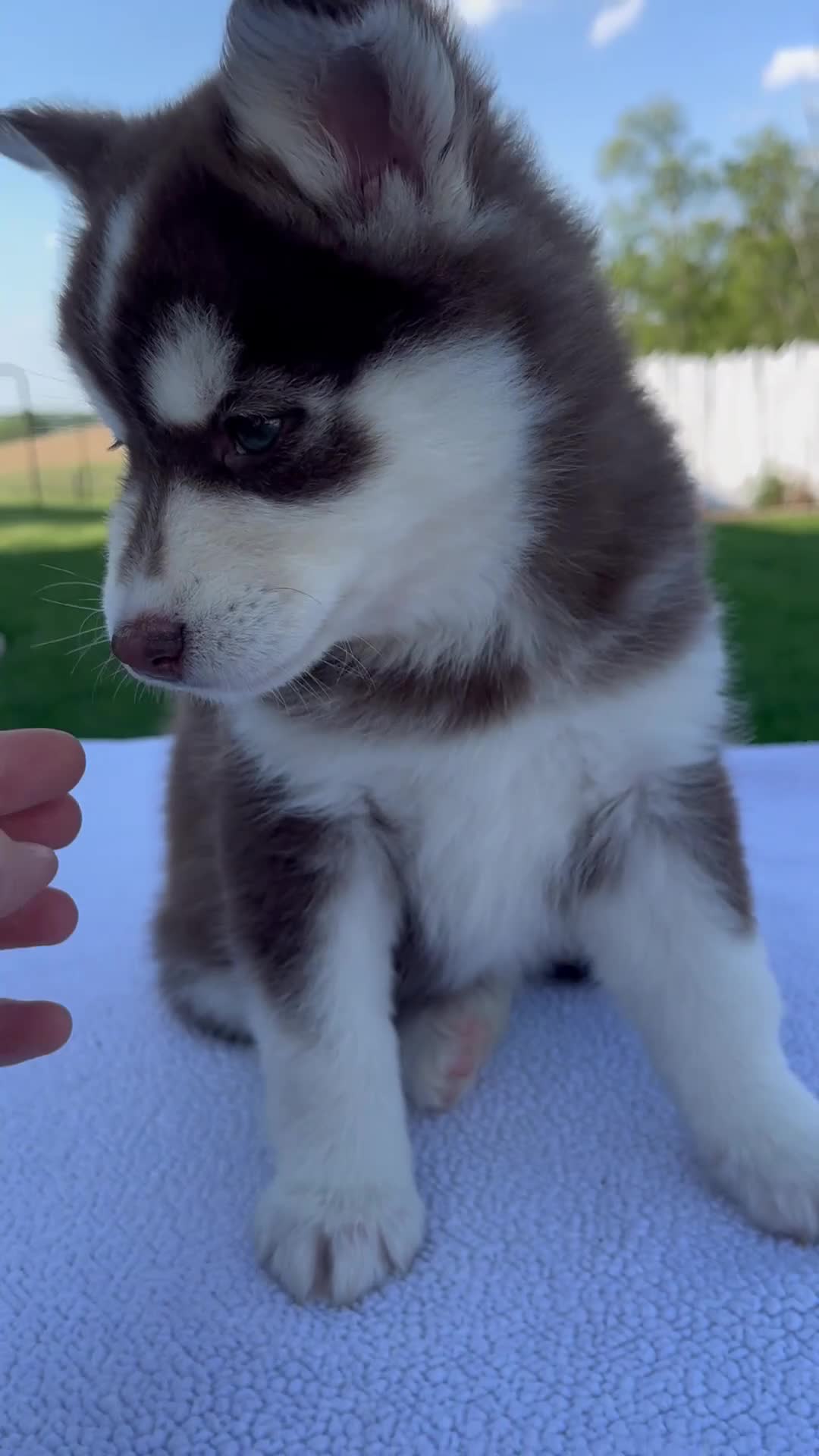 Pomsky dogs for sale: Sage - Video 1