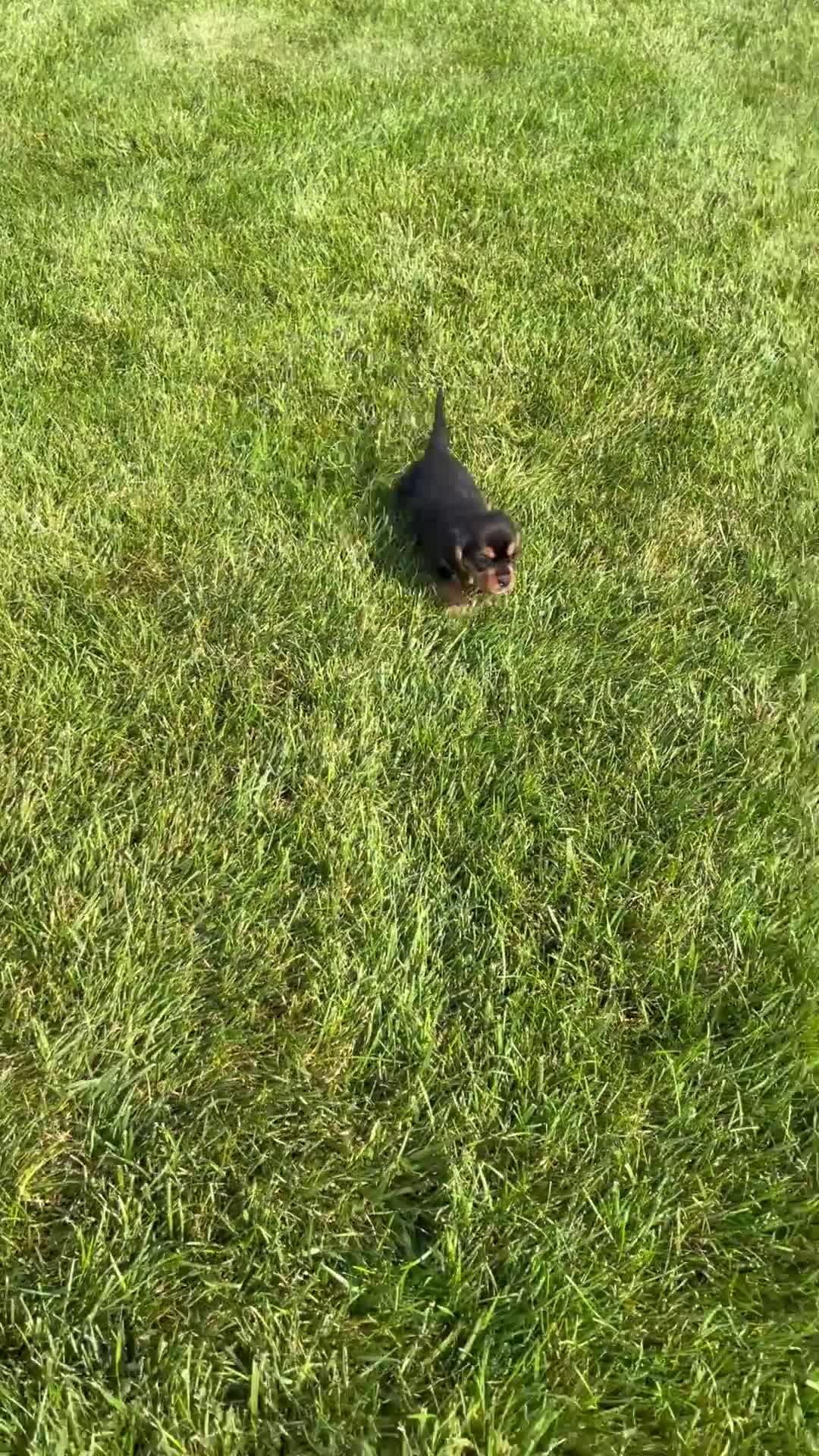 Beaglier dogs for sale: Wren - Video 1