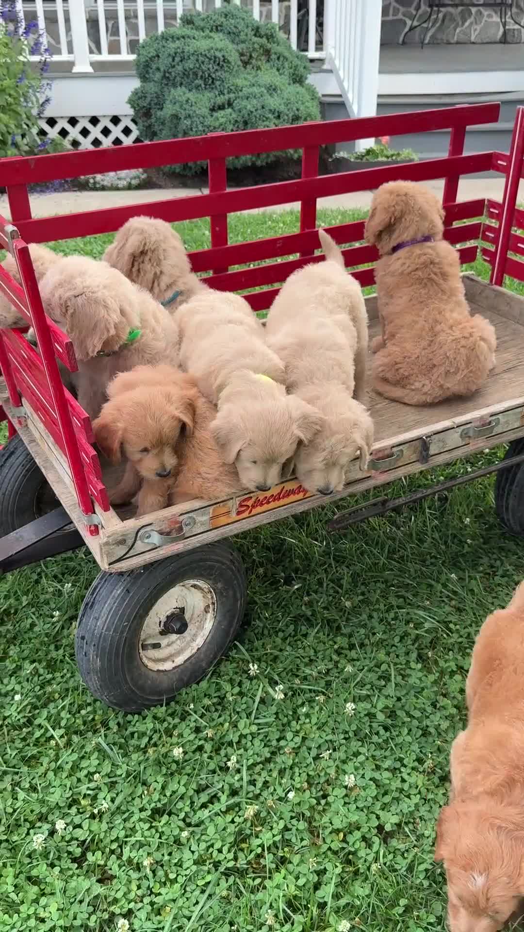 Goldendoodle dogs for sale: Nico - Video 1