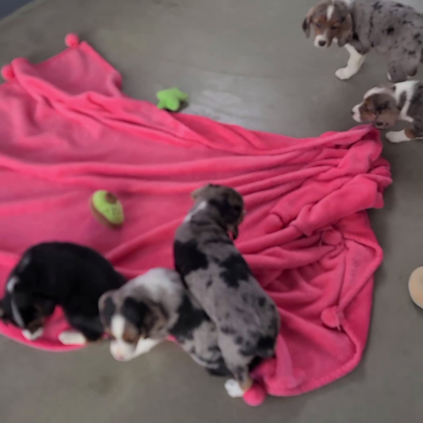 Mixed Breed dogs for sale: Tiffany - Video 1