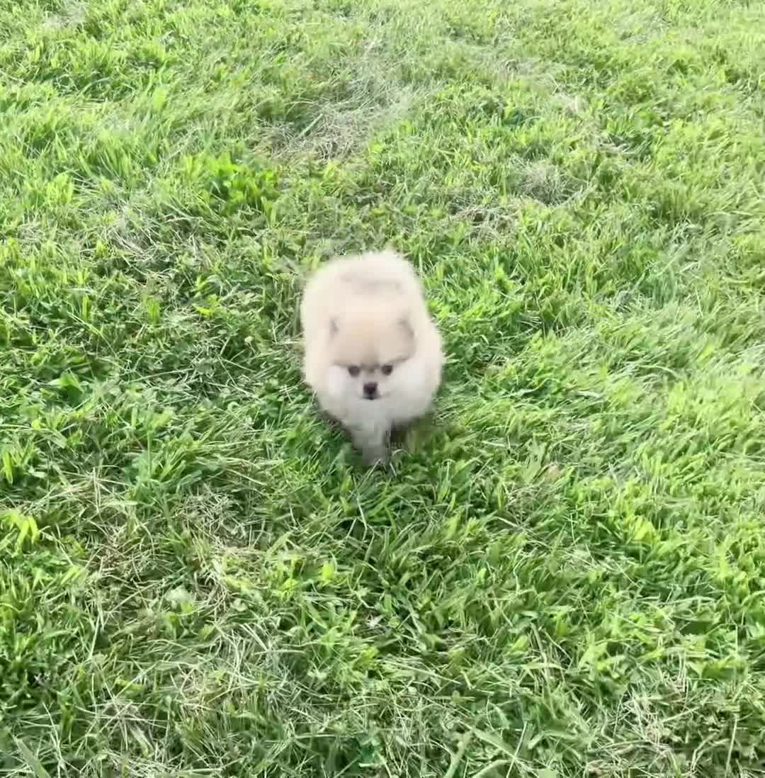 Pomeranian dogs for sale: Max - Video 1