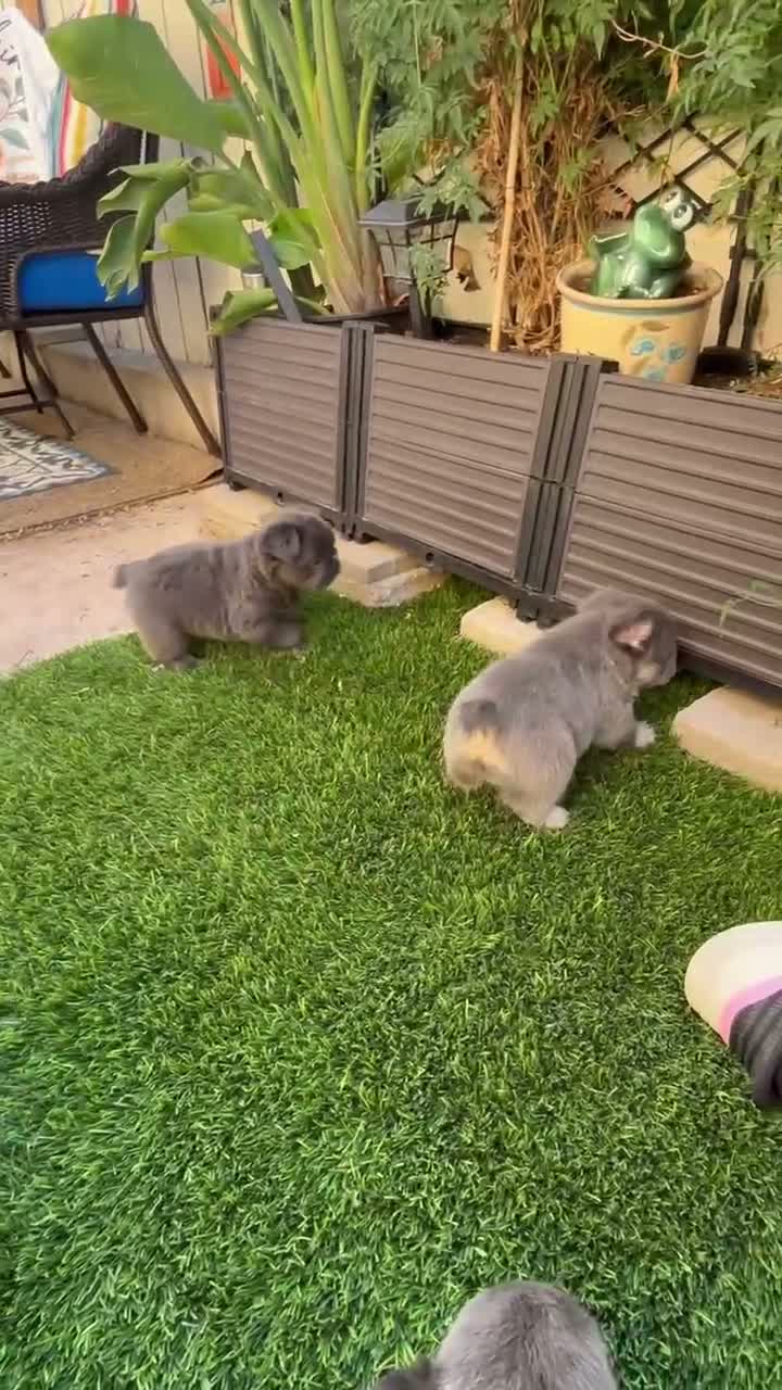 French Bulldog dogs for sale: French Bulldog 1 - Video 1