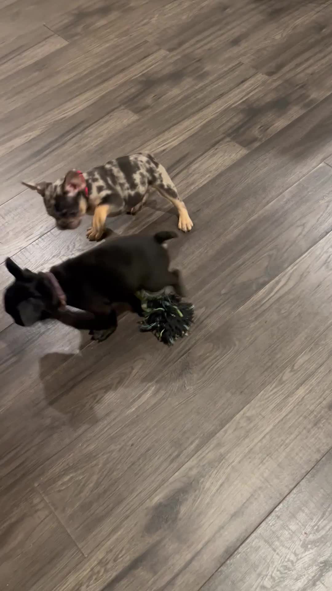 French Bulldog dogs for sale:  1 - Video 1