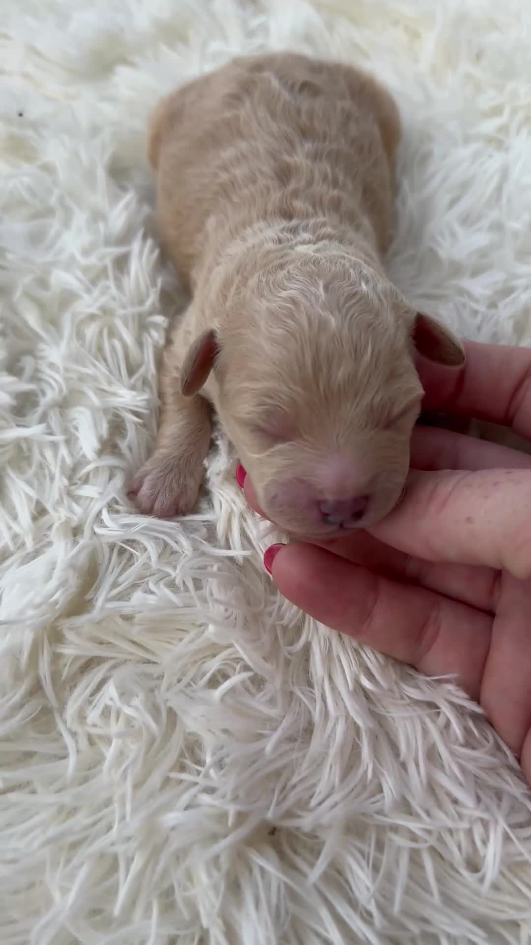 Mini Aussiedoodle dogs for sale: Stryker - Micro Mini F1b - Video 4