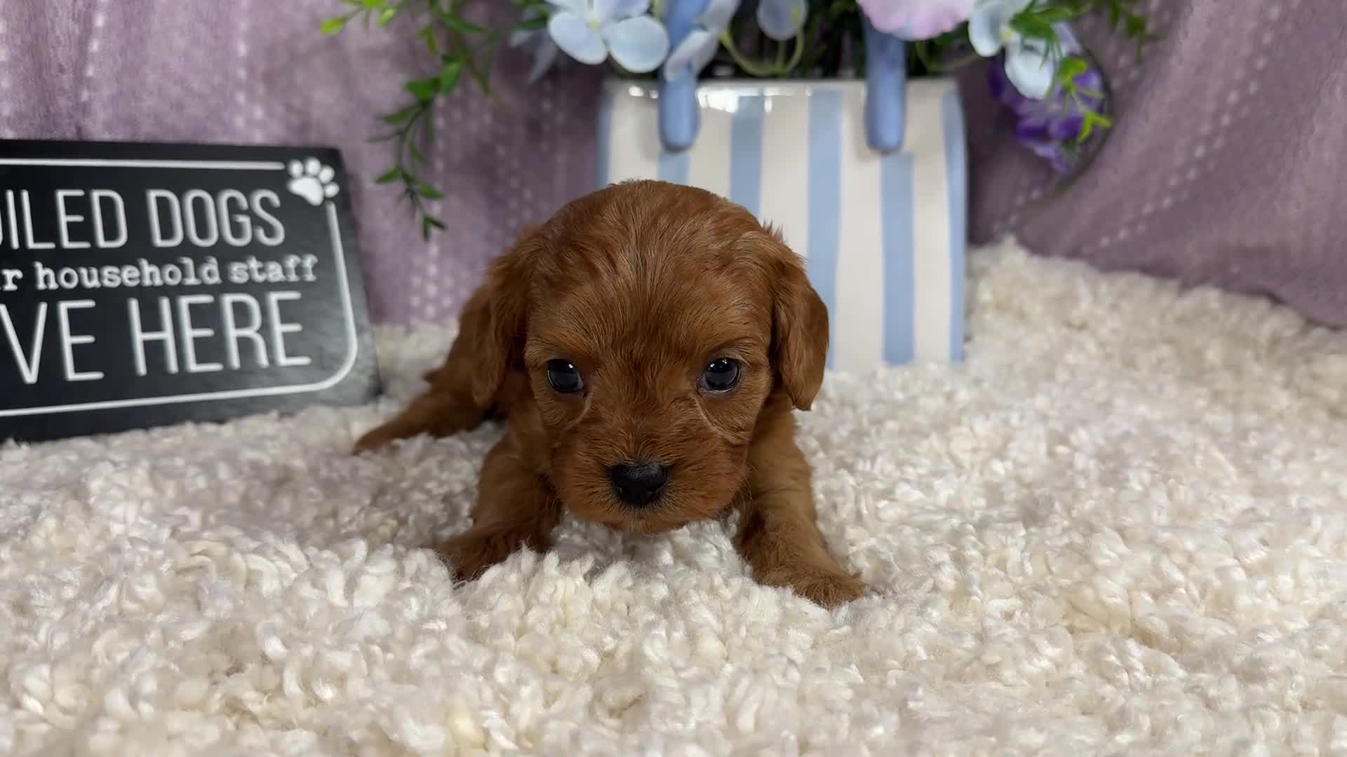 Cavapoo dogs for sale: Cavapoo 1 - Video 1