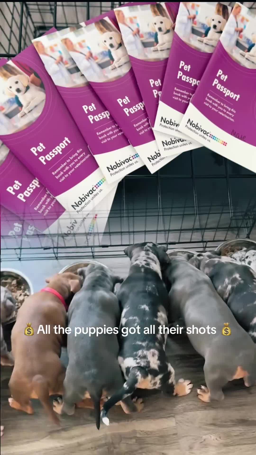 American Bully dogs for sale: Future - Video 4