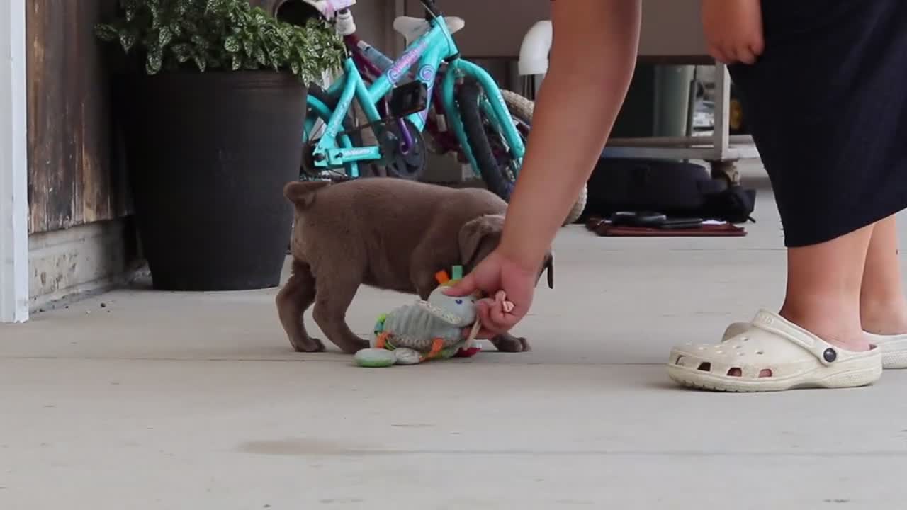 Labrador Retriever dogs for sale: Clover - Video 1