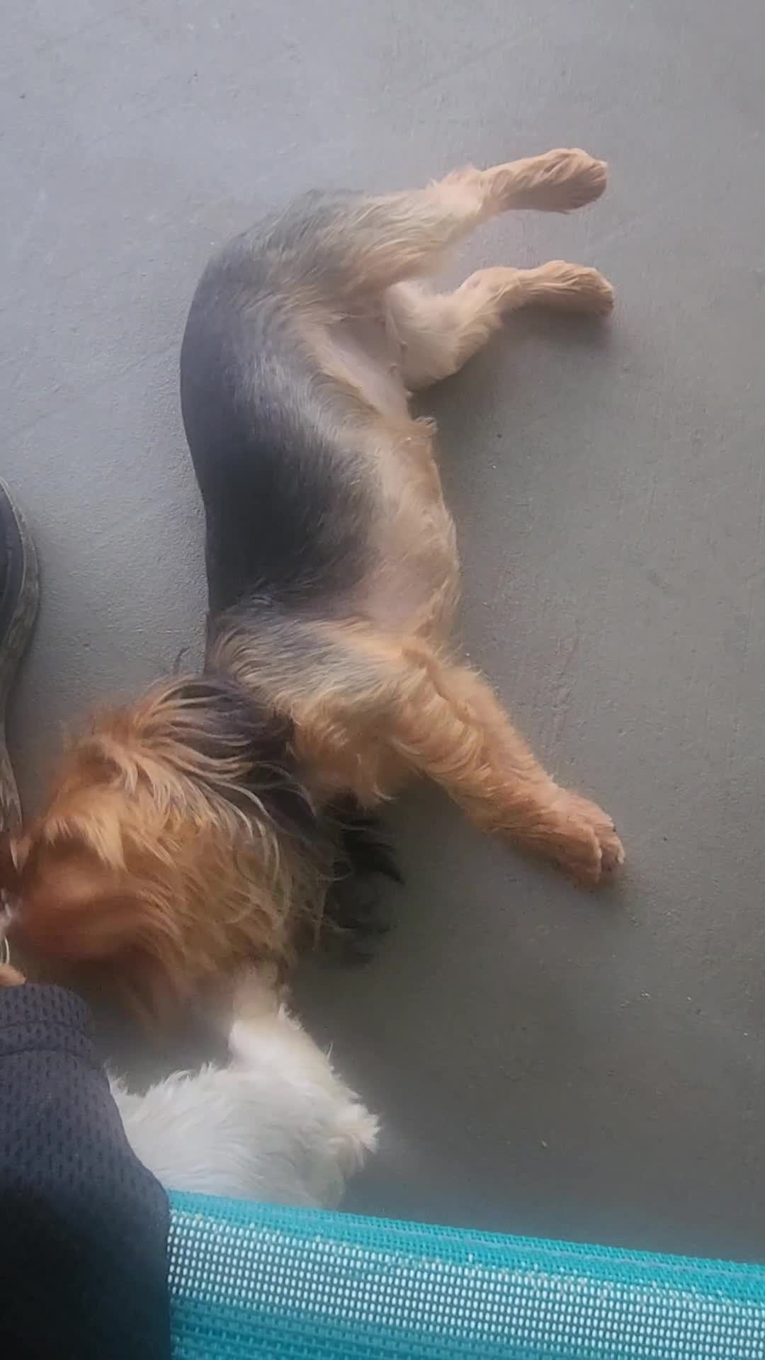 Yorkshire Terrier dogs for sale: Yorkshire Terrier Puppy 1 - Video 2