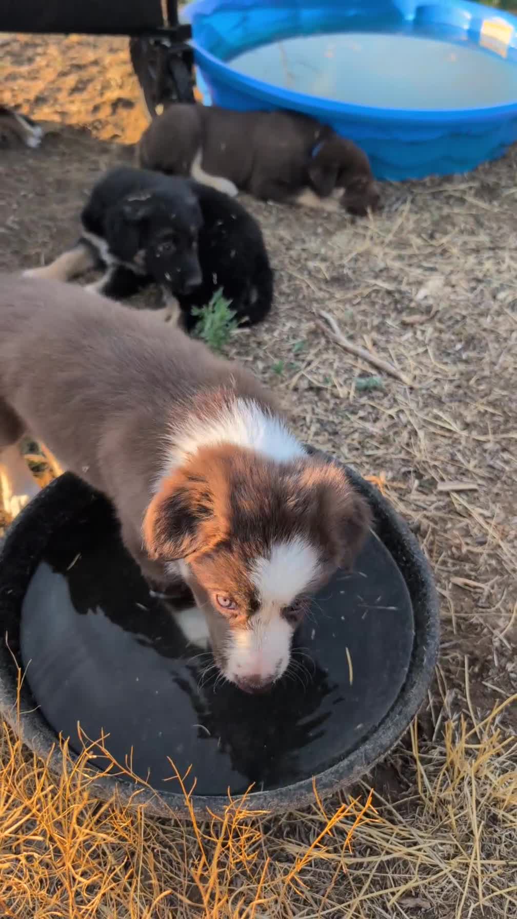 Mixed Breed dogs for sale: Juniper (junie-pie)  - Video 1