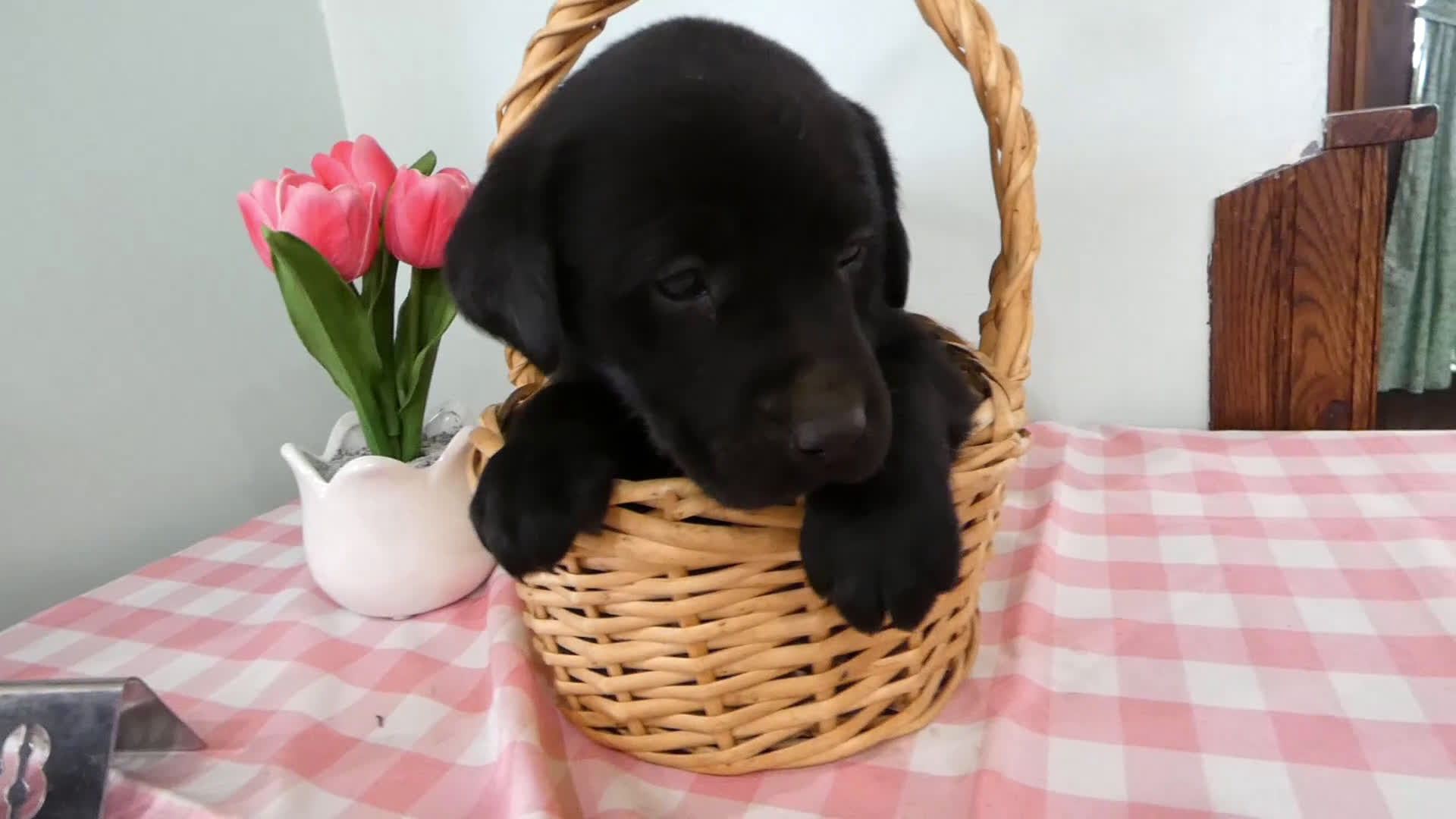 Labrador Retriever dogs for sale: Labrador Retriever Puppy 8 Leo - Video 1