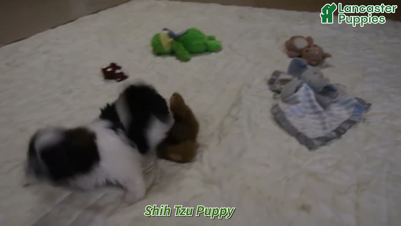Shih Tzu dogs for sale: Jordan - Video 1