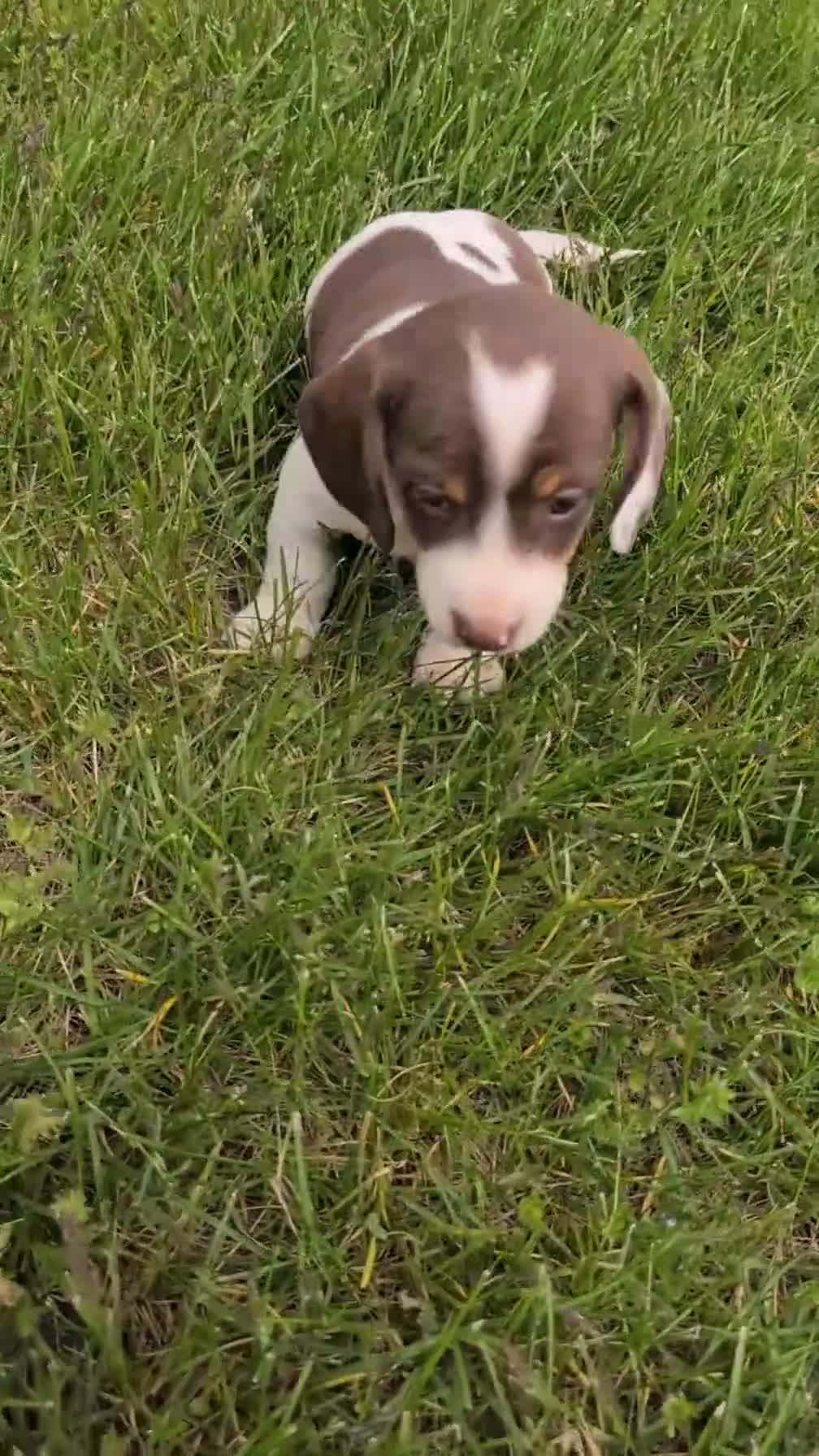 Miniature Dachshund dogs for sale: Moby - Video 1