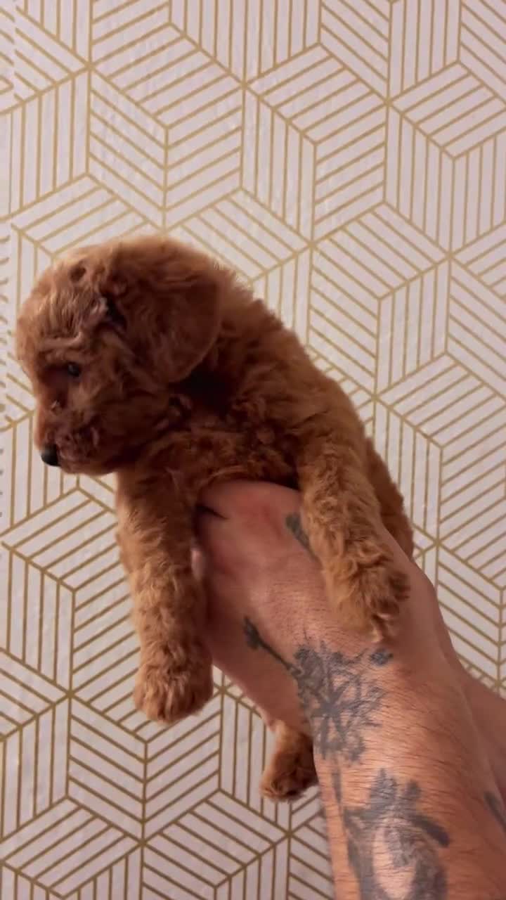 Mini Goldendoodle dogs for sale: Maggie Mae  - Video 1