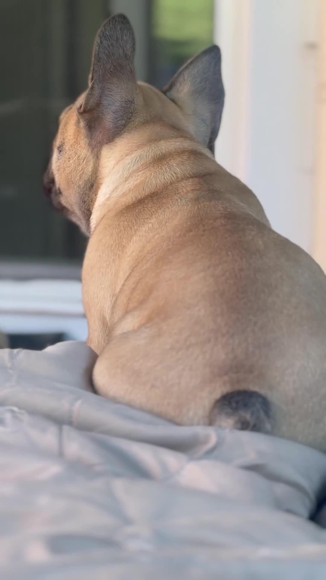 French Bulldog dogs for sale: French Bulldog 1 Mail - Video 3