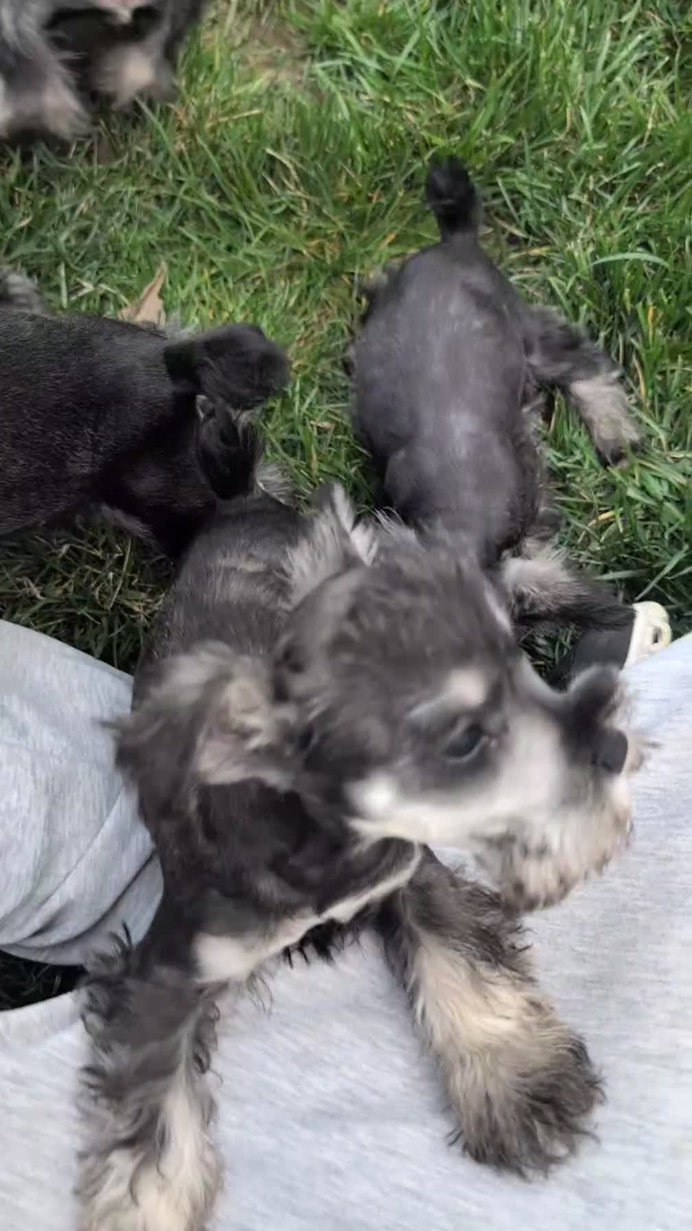 Miniature Schnauzer dogs for sale: Dora - Video 1