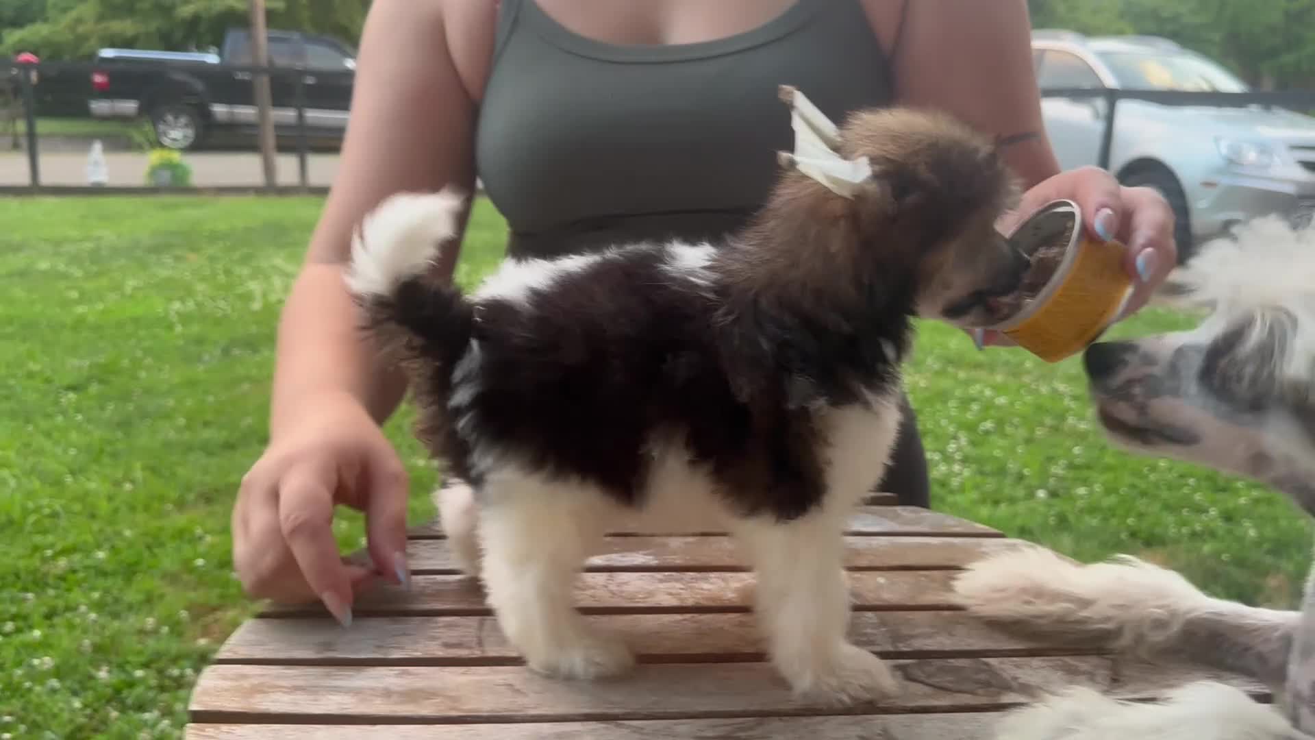Chinese Crested dogs for sale: Striker  - Video 1