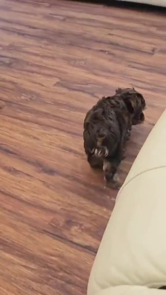 Yorkshire Terrier dogs for sale: Denver - Video 2