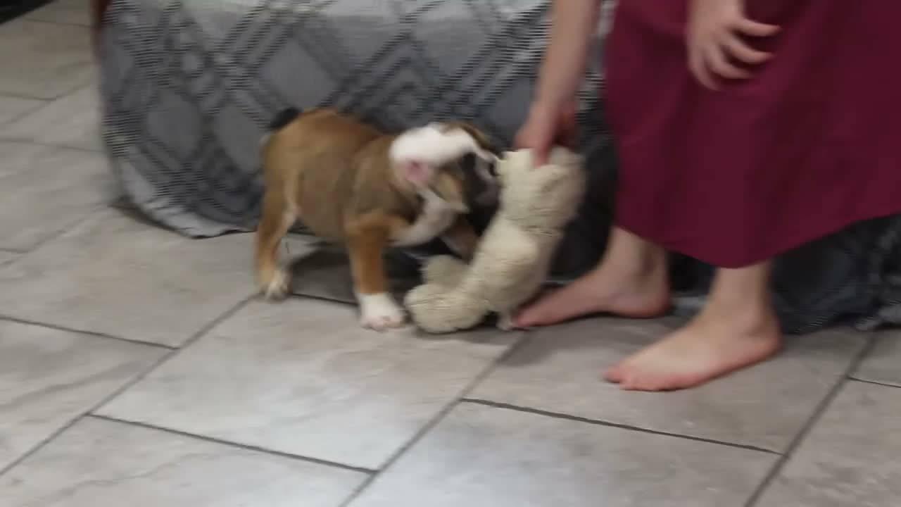 English Bulldog dogs for sale: Darcy - Video 1