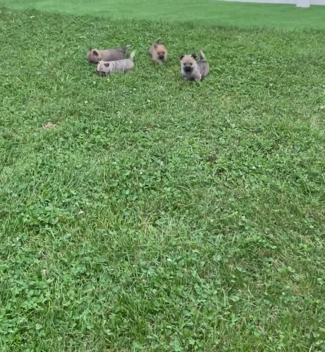 Cairn Terrier dogs for sale: Daisy - Video 2