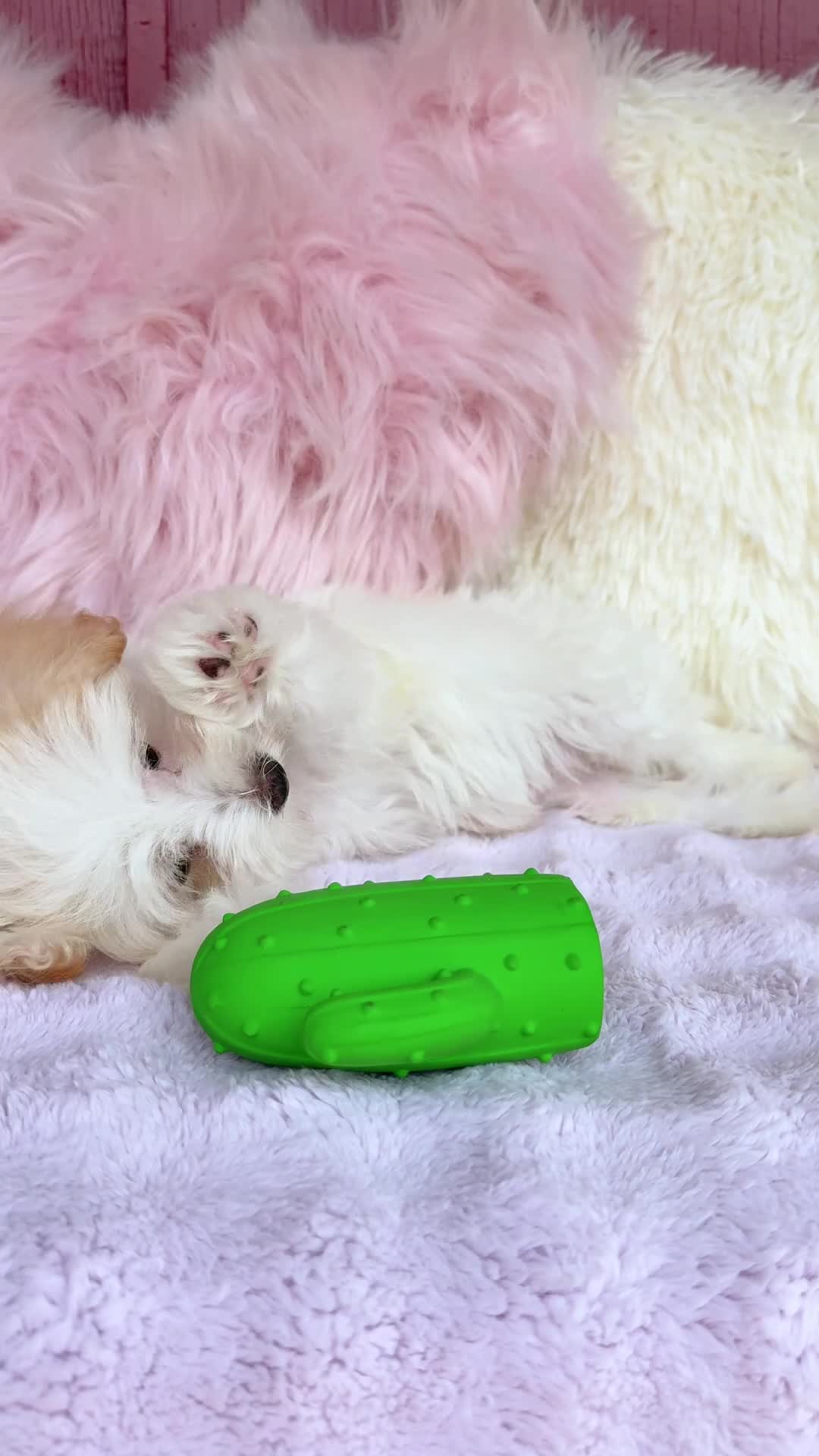 Maltipoo dogs for sale: ❤️ Bowdy ❤️ - Video 1