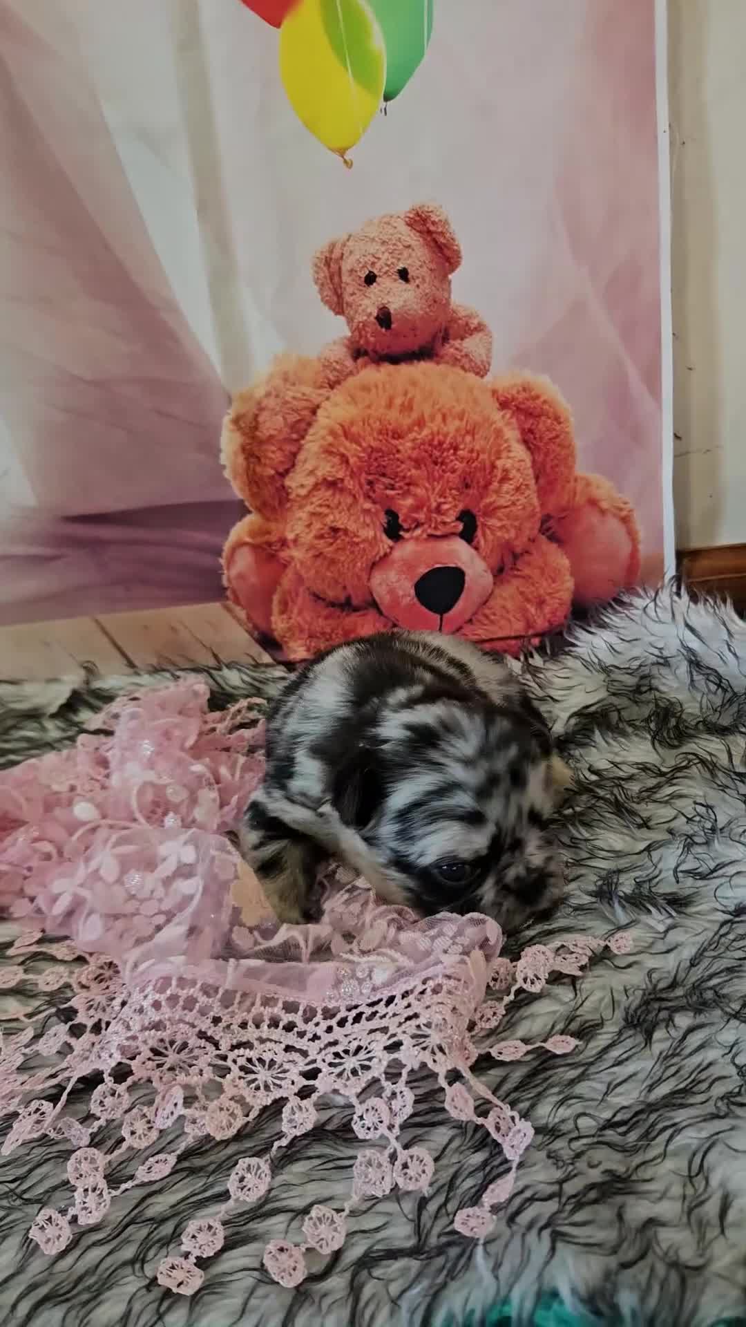 French Bulldog dogs for sale: French Bulldog Puppy 3 - Video 1