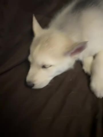 Gerberian Shepsky dogs for sale: Gerberian Shepsky puppy  - Video 1