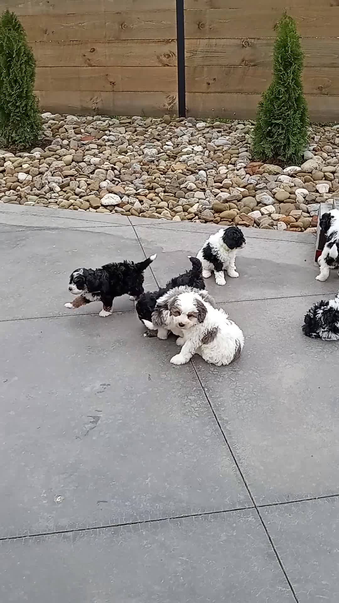 Mini Bernedoodle dogs for sale: Luna - Video 2